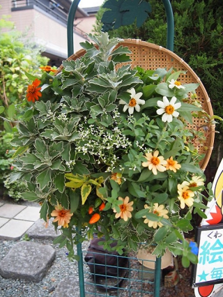 ②エレガンスタイプ