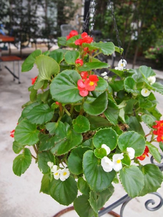 ③ラブリータイプ