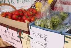 季節の地元新鮮野菜